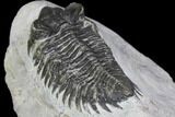 Bargain, Coltraneia Trilobite Fossil - Huge Faceted Eyes #137705-5